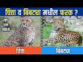 चित्ता व बिबट्या मधील फरक ? Difference between Chittah and Leopard ? ज्ञान मराठी