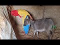 Funny 🤣😆 donkey #usa #animals #cutedonkeys #funny #comedy #english 