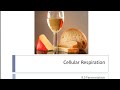 Fermentation || Cellular Respiration