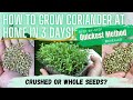 RAPID 3 DAY GROWTH REVEALED! How To Grow Coriander | Cilantro | Dhaniya | Phakchi AT HOME! Beginners