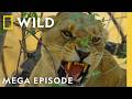 Stomping Out Deadly Uprisings | Savage Kingdom MEGA Episodes | Nat Geo Animals