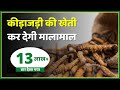 Keeda Jadi (Yarsagumba,Caterpillar fungus) कीड़ाजड़ी की खेती कर सकती है आर्थिक तंगी दूर