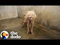 Scraggly Dog Gives His Best Smile So Someone Will Choose Him | The Dodo