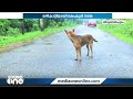 'നായയോളം സ്‌നേഹം മറ്റാർക്കുണ്ട്': മീഡിയവൺ സംഘത്തിന് വഴികാട്ടിയായി കൂടെ കൂടിയ നായയുടെ കഥ...