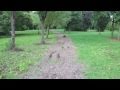 RC Car 26cc accelerations and fly-by's [HD]
