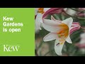 Kew Gardens is open