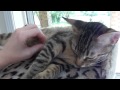 Onyx purring, 5 month brown tabby rescue kitten