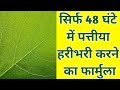 सिर्फ 48 घंटो में पत्तीयों को  हराभरा बनाने का फ़ार्मुला