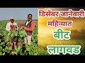 डिसेंबर जानेवारी महिन्यात बीट लागवड I मालामाल करणारी पिके I malamal pike I short crop I beet lagawad