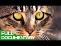 Animal's Super Senses - Sight | Free Documentary Nature