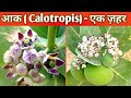 Most poisonous plant | Calotropis | Aak ka jahar
