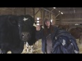 Saying goodnight to our bovine friends at our New York Shelter!