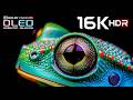 Unbelievable 16K Video OLED | 8K HDR 120 FPS | Dolby Vision (8K/4K Video TV)