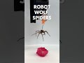 Scientist turning DEAD SPIDERS into ROBOTS | Necrobots | In Urdu/ Hindi