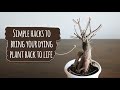 Revive Dying Plants || Simple hacks to bring your dying plant back to life || Annu Ke Nuskhe