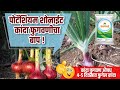 कांदा फुगवणीसाठी पोटॅशियम शोनाईट वापर | पोटॅशियम शोनाईट म्हणजे काय | कांदा फुगवण औषध