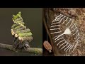 12 INSANE Nests Built By Insects