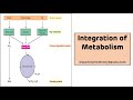 Integration of Metabolism || Integration Metabolism Biochemistry
