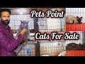 British Shorthair Cat for sale -  Rangdoll, Hamalian, Siemies, Persian cat for sale Lahore Pakistan