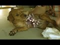 How to remove ticks form dog || Tick removal from dog