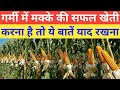 गर्मी में मक्के की खेती ऐसे करें | कम लागत, ज़्यादा मुनाफा | Maize Farming in Summer Season
