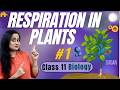 Respiration in Plants Class 11 Biology #1 Glycolysis, Kreb’s cycle | NCERT Chapter 12 | CBSE NEET