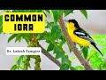 Common Iora || Aegithina tiphia