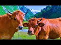 Peaceful Farm Ambience With Farm Animals 🐓 | Uplifting Country Music 🌝To Relax, Study, Focus, Work