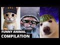FUNNIEST Pets of 2025...So Far 😹 | BEST Animal Videos