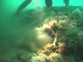 Heal the Ocean - Sewage pipes at sea