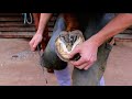 Hoof Trimming - part 2