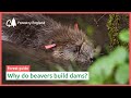 Why do beavers build dams?