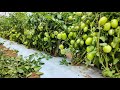 गर्मियों में टमाटर की खेती | अप्रैल मई में टमाटर की खेती | Tamatar ki kheti 2024 | Tomato farming