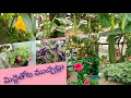 మీ అనుమానాలకు || నా సమాధానాలు (A to z)  మిద్దె తోట మెలకువలు