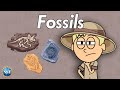 What are Fossils? Science For Kids