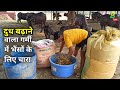 #गर्मी में भैंसों के लिए रूखा सूखा #चारा इस तरह से तैयार करें | Buffalo Feed Formula | Bhains Palan