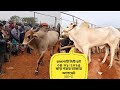 Rajshahi City Hat 04/01/2026 Cattle Market Update part=01