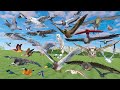 Bird Flying Speed Comparison - 3D Animal Animation Comparison