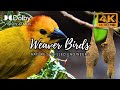 Incredible Weaver Birds 4K: Nature's Skilled Engineers Revealed  #WeaverBirds #WildlifeWonders