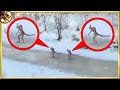30 CREEPY Unknown Creatures Caught on Tape