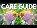 How to Care for Angelfish (Beginner Guide)