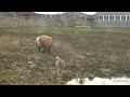 Farm Sanctuary Charlotte’s Pasture Pigs late day 3162026 explore.org