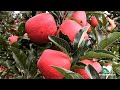 Apple Harvest in Fraiburgo/SC 2021