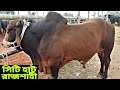 সিটি হাটের সবচেয়ে বড় ও ভয়ংকর গরুটি।রাজশাহী সিটি হাট। Rajshahi city hat.