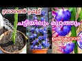 1വർഷം കൊണ്ട്  ഡ്രാഗൺ ഫ്രൂട്ട് ചട്ടിയിലും മുറ്റത്തും ഉണ്ടാകുവാൻ/Dragon Fruit Cultivation in malayalam