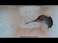 How an Empty Nest Box Became Home to 6 House Wren Chicks (Part 1) #nestbox #bird #nest
