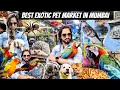 Exotic Pet Market in Mumbai | Animals | Birds Cats \u0026  More | Crawford Market Mumbai