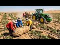 Unbelievable! They Tried Growing Peanuts In The Desert - The Results Shocked Millions (Full Process)