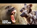 Baboons Use Their Alarm Call to Fend Off Wild Dogs | Love Nature