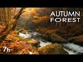 Autumn Forest - River Sounds - Relaxing Nature Video - White Water - HD - 1080p